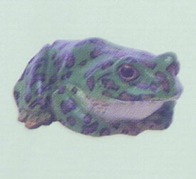 楽天市場 モリアオガエルの通販