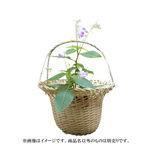 |Cg3{ȏiyVJ[hpj  āi͂Ȃj L X֍D (ؔh|q) ԓ