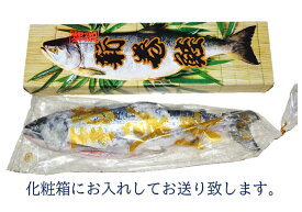 新巻鮭　北海道産　銀毛1本化粧箱入れ（1.4～1.6kg）
