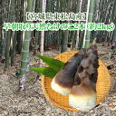 【宮城県東松島産】　早朝取り 天然 たけのこ 2本 直送セット（孟宗竹）約2kg