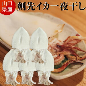 RY CJ 銱 1 3 5 (1120g`140g)  񂳂 PTLCJ yⓀz܂ ӎ  ܂     Y yY  lC  CY