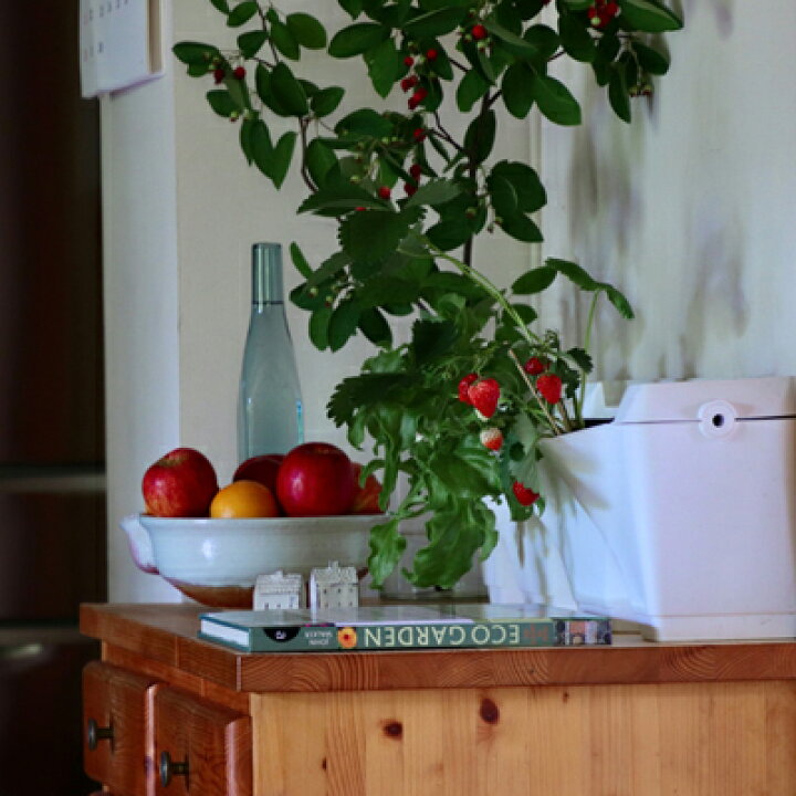 Minigarden おうちでミニガーデン コーナータイプ 自由研究 栽培鉢 鉢 鉢植え 家庭菜園 かわいい ギフト ベランダガーデニング おうち時間 ベランダ菜園 おしゃれ プランター 花