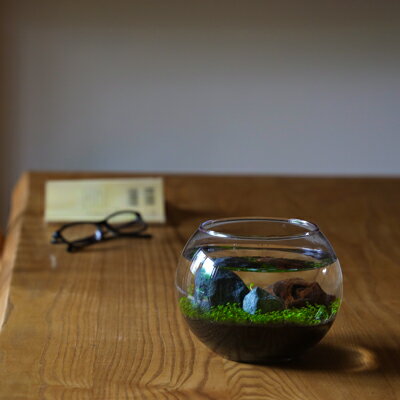 楽天市場 育てる水草 Lサイズ水草 初心者でもok 栽培キット アクアリウム 種 水草の種 肥料 石付 流木 小型 水槽 セット レイアウト メダカ 水栽培 苔 初心者 Tokilaboトキラボ楽天市場店