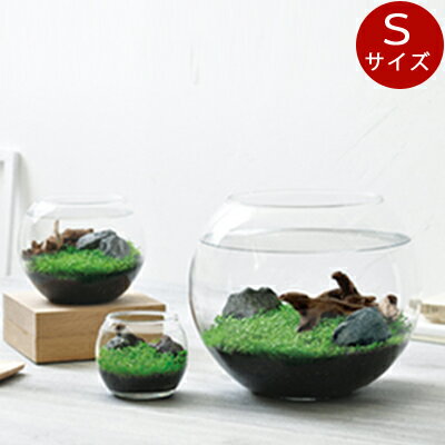 楽天市場 育てる水草 ｓサイズ 水草 初心者でもok 栽培キット アクアリウム 種 水草の種 肥料 石付 流木 小型 水槽 セット レイアウト メダカ 水栽培 苔 初心者 Tokilaboトキラボ楽天市場店