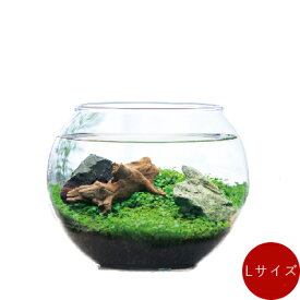 楽天市場 アクアリウム 水草の通販