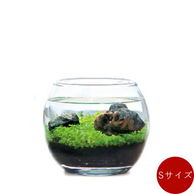 楽天市場 父の日 育てる水草 Sサイズ 水草 セット 栽培 アクアリウム 種 水草の種 肥料 水槽 苔 栽培キット Tokilaboトキラボ楽天市場店