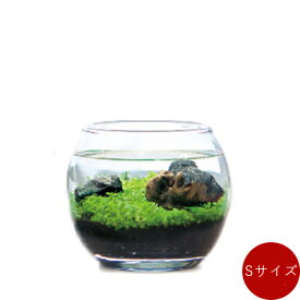 楽天市場 観葉植物 水槽 水耕の通販