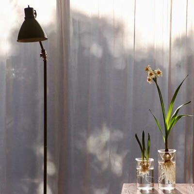 楽天市場 水栽培 花瓶 Bulb Vase バルブベース ショートサイズ フラワーベース シンプル おしゃれ ガラス ポット ヒヤシンス ムスカリ サボテン ハイドロカルチャー スパイス 花器 種 スポンジ 液肥 液体肥料 Tokilaboトキラボ楽天市場店