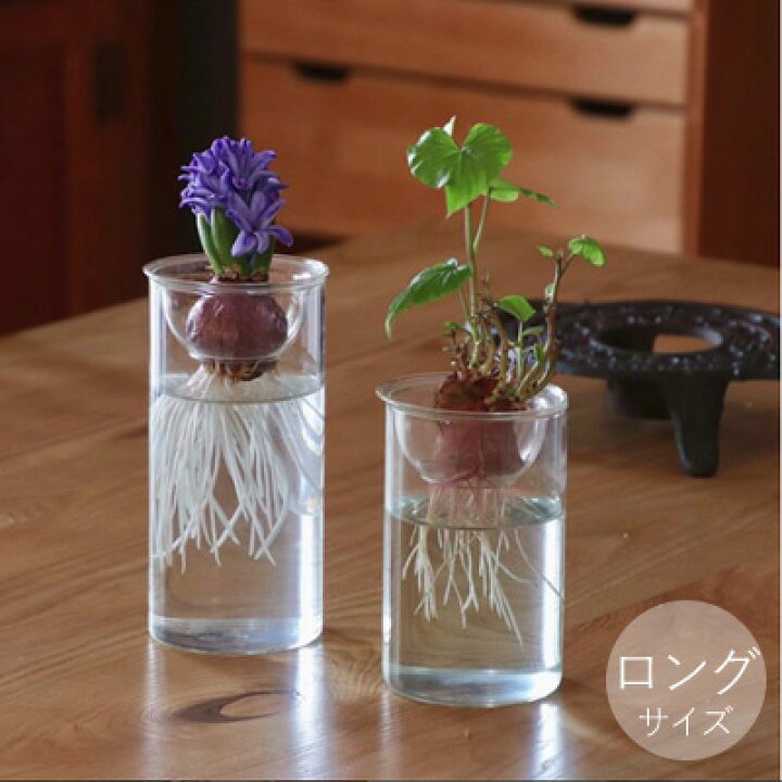 楽天市場 水栽培 花瓶 Bulb Vase バルブベース ロングサイズ フラワーベース シンプル おしゃれ ガラス ポット ヒヤシンス ムスカリ サボテン ハイドロカルチャー スパイス 花器 種 液肥 敬老の日 プレゼント Tokilaboトキラボ楽天市場店