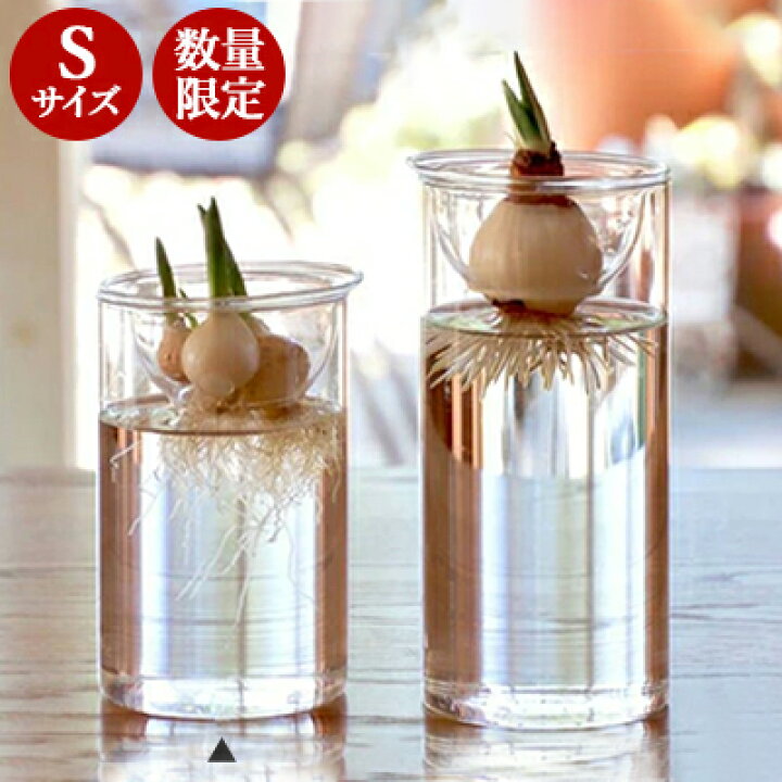 楽天市場 ヒヤシンスの球根付き Bulb Vase バルブベース ショートサイズ フラワーベース ガラス ポット ムスカリ サボテン ハイドロカルチャー スパイス 花器 水栽培 花瓶 プレゼント Tokilaboトキラボ楽天市場店