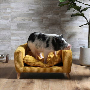 ybgp xbh \t@ p Lp HARDEN n[f YE CG[ gi ybgpi y ybgt[h E ybgpi pi Lpi  nX^[ bg ybgt[h V PET ObY 