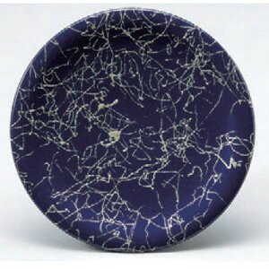 ] iMu[◐ @ [15 x 2.1cm] ϔMABS H@ (7-478-15) |  i sushi i oO p[eB  lC H Ɩp HX JtF    킢