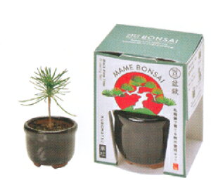 AؔƎ킪ZbgɂȂ~BONSAI͔|Zbg