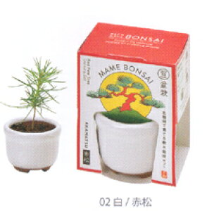 AؔƎ킪ZbgɂȂ~BONSAI͔|Zbgԏ