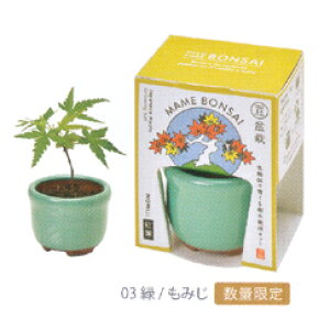 AؔƎ킪ZbgɂȂ~BONSAI͔|Zbg݂
