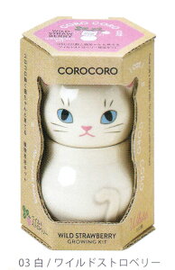 AؔƎ킪ZbgɂȂRRLbg