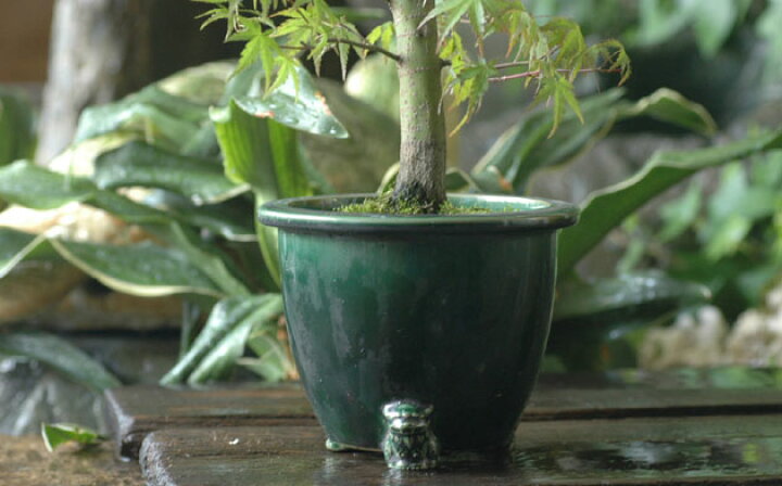 楽天市場 瀬戸織部と獅子 観音竹鉢 大日本國瀬戸丸八製 植木鉢 干支お雛様のせともの市場