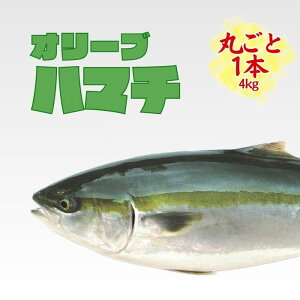 一本(一尾まるごと約4kg) 瀬戸内海 オリーブハマチ 産地直送 香川県産 ブランドハマチ 瀬戸内 ハマチ 鮮魚 一匹丸ごと 産直 刺身 ポリフェノール 抗酸化作用 冷蔵 お取寄せ ギフト 地元オスス