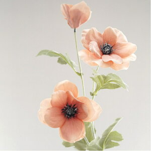 All A[eBtBVt[  t[AWg j Mtg v[g u[P  CeA a {̔ CeA CeAt[ tFCNt