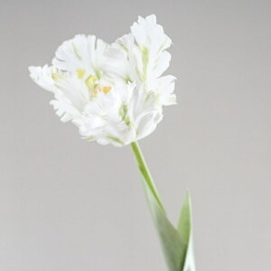 `[bv A[eBtBVt[  t[AWg Ӓ j Mtg v[g u[P  CeA ̓ a ~jTCY JXj {̔