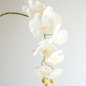 Ӓ A[eBtBVt[  t[AWg Ӓ j Mtg v[g u[P  CeA ̓ a ~jTCY JXj R`E