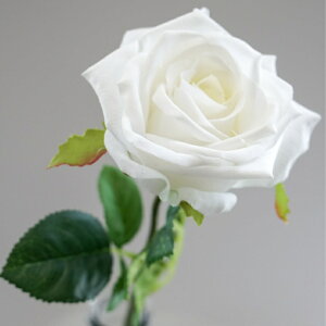 [Y o A[eBtBVt[  t[AWg Ӓ j Mtg v[g u[P  CeA ̓ a ~jTCY JXj ԍޔ̔ {