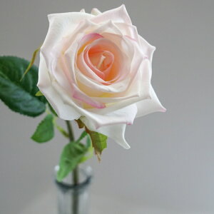 [Y o A[eBtBVt[  t[AWg Ӓ j Mtg v[g u[P  CeA ̓ a ~jTCY JXj ԍޔ̔ {