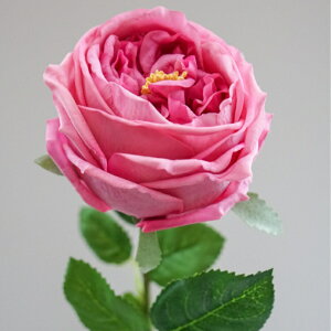 [Y o CObV[Y A[eBtBVt[  t[AWg Ӓ j Mtg v[g u[P  CeA ̓ a ~jTCY JX