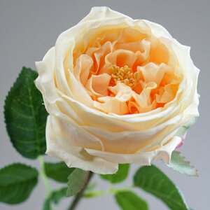 [Y o CObV[Y A[eBtBVt[  t[AWg Ӓ j Mtg v[g u[P  CeA ̓ a ~jTCY JX