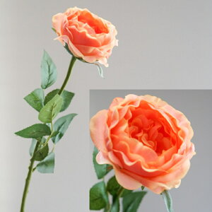 K[f[Y CObV[Y o A[eBtBVt[  t[AWg Ӓ j Mtg v[g u[P  CeA ̓ a ~jT