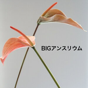 AXE A[eBtBVt[  t[AWg Ӓ j Mtg v[g u[P  CeA ̓ a ~jTCY JXj ԍޔ̔ {