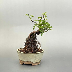 盆栽 ミニ盆栽 小町野薔薇 鉢は丹波立杭焼 丹山作 bonsai 販売