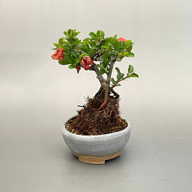 盆栽 ミニ盆栽 長寿梅 鉢は丹波立杭焼 丹山作 bonsai 販売
