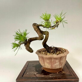 黒松 小品盆栽 bonsai