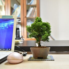 ミニ盆栽 津山桧 鉢は丹波立杭焼 丹山作 bonsai 販売