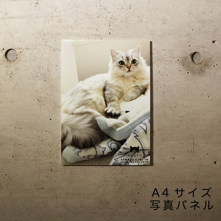 楽天市場】ねこにすと / セミオーダーA4写真パネル / パネルが飾られた  