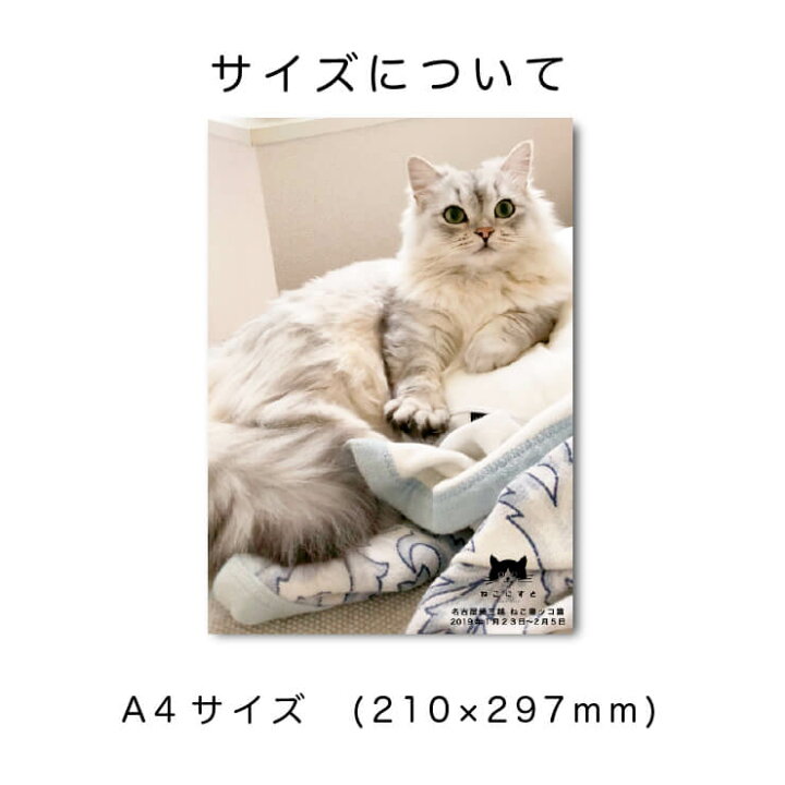楽天市場】ねこにすと / セミオーダーA4写真パネル / パネルが飾られた  