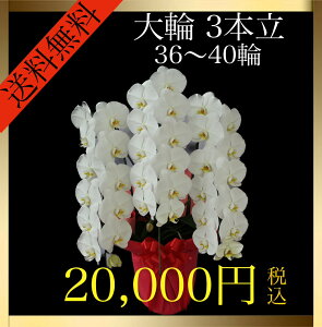 Ӓ  3{ 36ց`40ցiQ݁j   Mtg v[g j a LO ̓ J JX j  