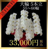 胡蝶蘭 大輪 5本立 55輪～60輪（蕾込み） 白 花 ギフト プレゼント お祝い 誕生日 記念日 母の日 開業 開…