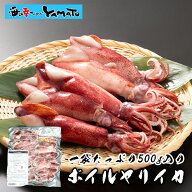 釜茹でヤリイカ 500g 18尾前後 解凍するだけで一品できあがり！ カリフォルニア産ヤリイカ ボイルヤリイ…