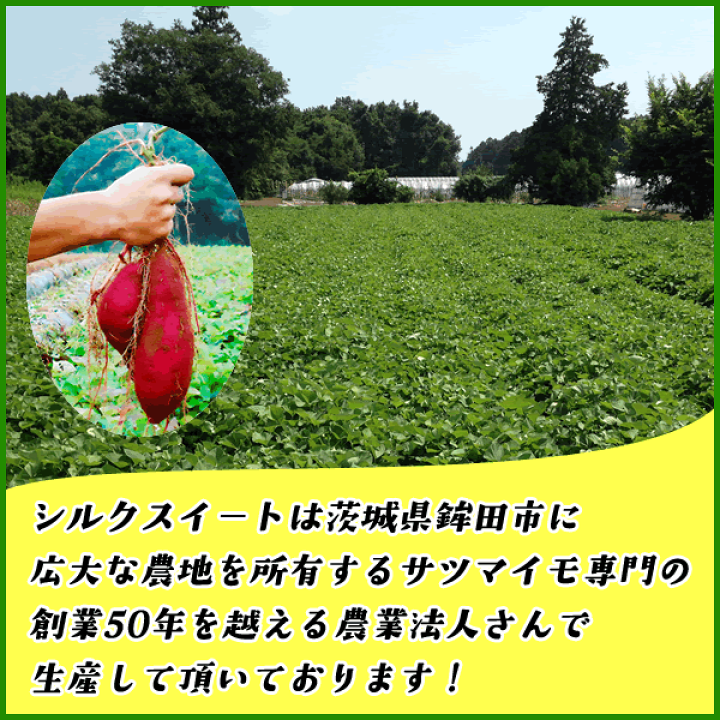 楽天市場】冷凍焼き芋 茨城県産シルクスイート 山盛り1kg 冷凍