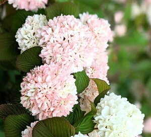 IIf} ro[i WF~j 4.5|bgc c