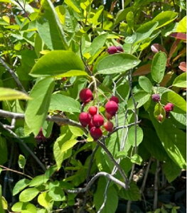 yubNtCf[ |Cg5{zW[x[ }L[ 3.5 |bgc }ؕc c