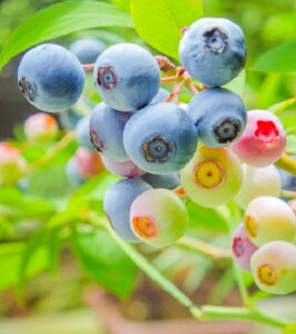 yyVX[p[Z[zu[x[ u[V[ 3|bg }ؕc1Nc rbgACn