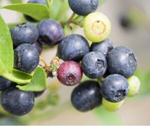 u[x[ fCg 3|bg }1Nc c rbgACn