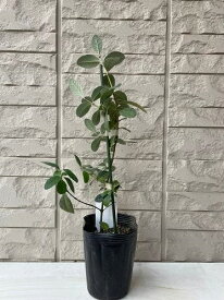 フェイジョア バムビナ(R) バブビナ 4号ポット 挿し木苗 苗木