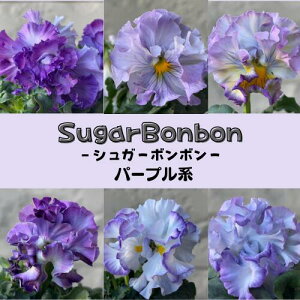 pW[ VK[{{ p[vn 1 3.5|bgc ԕc