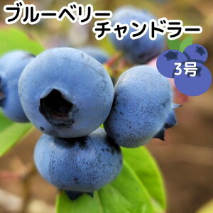 苗 ブルーベリー 苗木」の人気商品一覧・価格比較 - 価格.com ブルーベリー苗3.5号ポット40本セット①