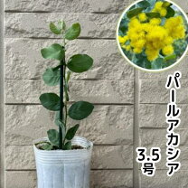 楽天市場】パールアカシア（花・ガーデン・DIY）の通販