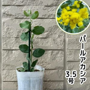パールアカシア 苗」の人気商品一覧・価格比較 - 価格.com